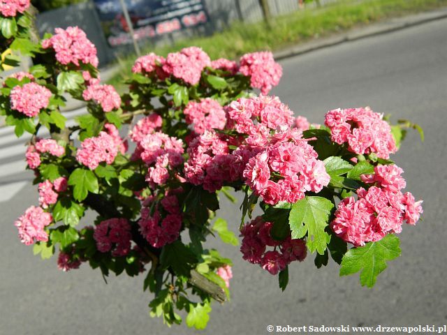 Głóg pośredni ‘Paul’s Scarlet’ Głóg pośredni ‘Paul’s Scarlet’