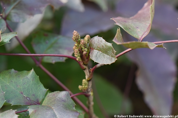 Mahonia Mahonia