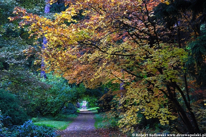 Przebarwienia drzew - arboretum w Rogowie 2022 Przebarwienia drzew - arboretum w Rogowie 2022