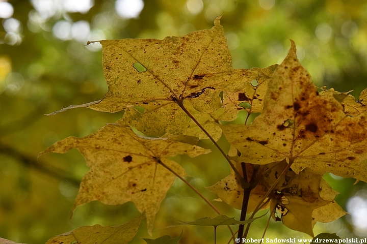 Acer longipes Acer longipes
