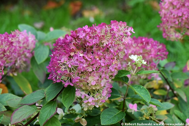 Hortensja bukietowa 'Bobo' Hortensja bukietowa 'Bobo'