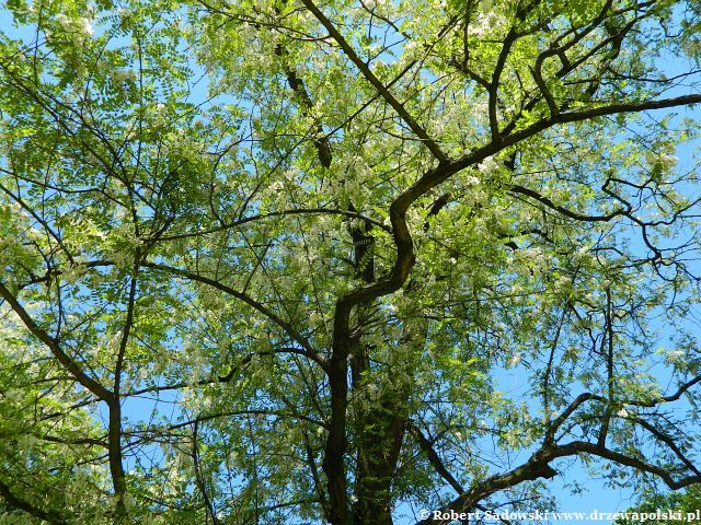 Robinia biała - kwiaty Kwitnie robinia biała